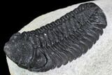 Detailed Austerops Trilobite - Nice Eye Facets #108484-4